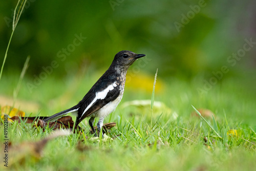 Close up of one small oriental magpie in a green environment