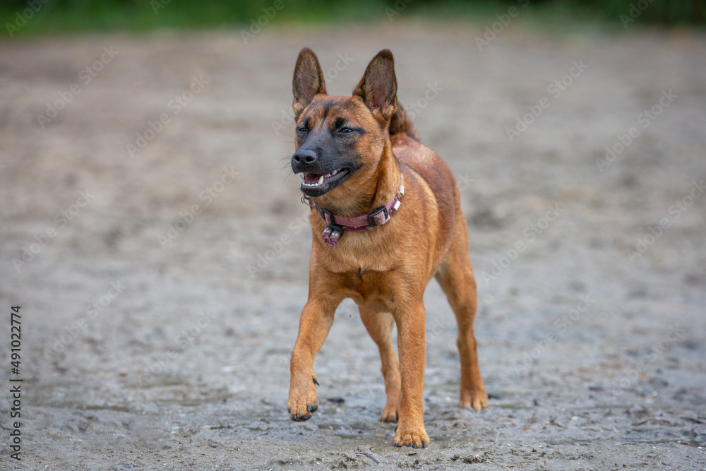young puppy Alsatian or German Shepherd walking on the beach wearing dog collar