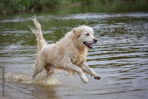Labrador retriever jumping out the water © Tom
