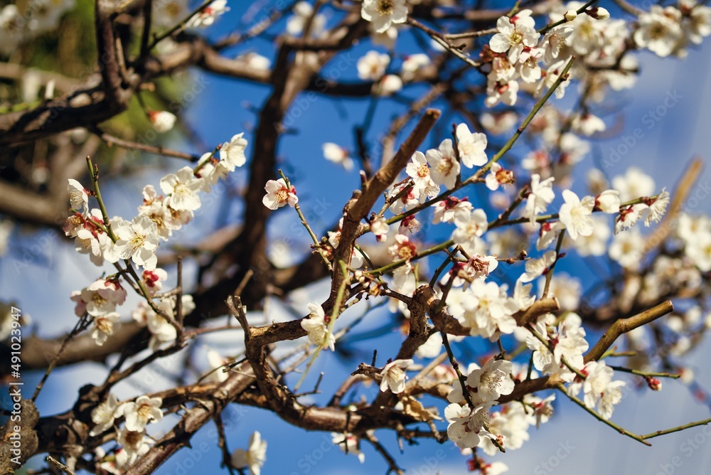 桜の花 桜の花