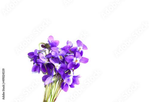 Vioet flowers on white background, bouquet of wild viola in spring