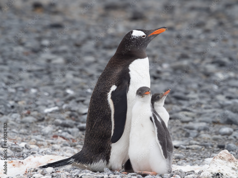 Fototapeta premium Gentoo penguin parent feeding chicks on the shores Brown Bluff, Antarctric Peninsula, Antarctica