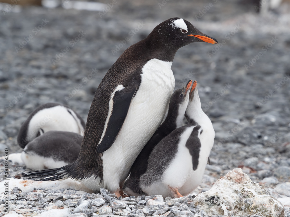 Naklejka premium Gentoo penguin parent feeding chicks on the shores Brown Bluff, Antarctric Peninsula, Antarctica