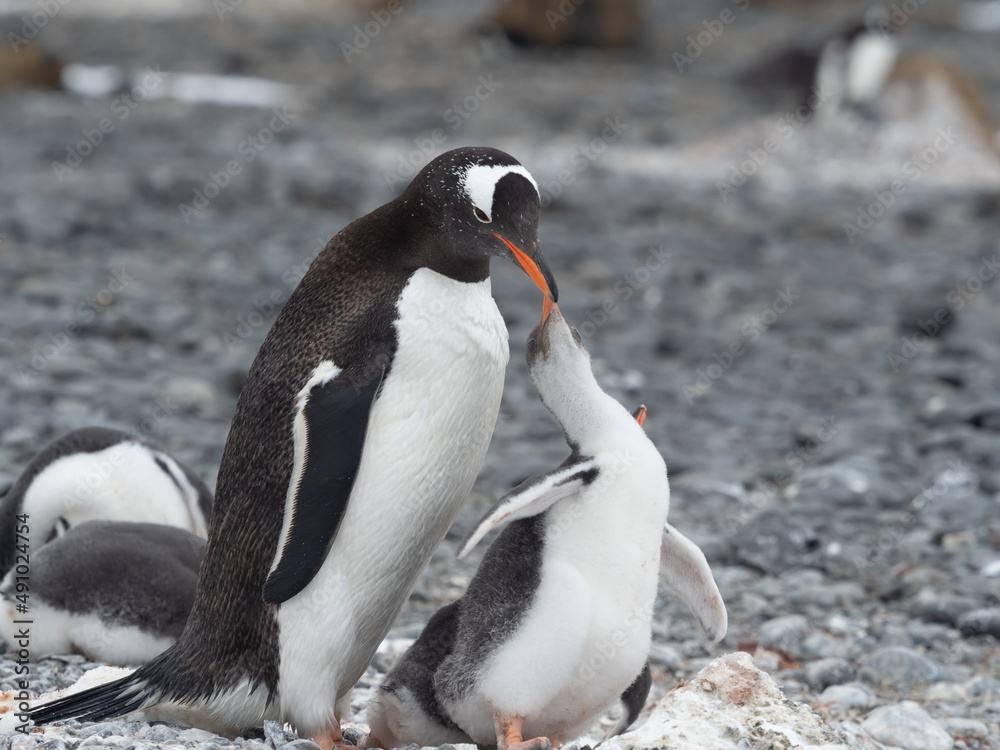 Fototapeta premium Gentoo penguin parent feeding chicks on the shores Brown Bluff, Antarctric Peninsula, Antarctica
