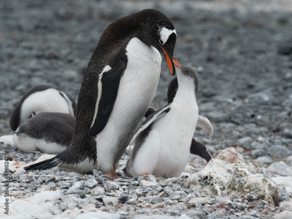 Fototapeta premium Gentoo penguin parent feeding chicks on the shores Brown Bluff, Antarctric Peninsula, Antarctica