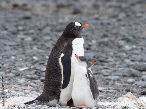 Gentoo penguin parent feeding chicks on the shores Brown Bluff, Antarctric Peninsula, Antarctica
