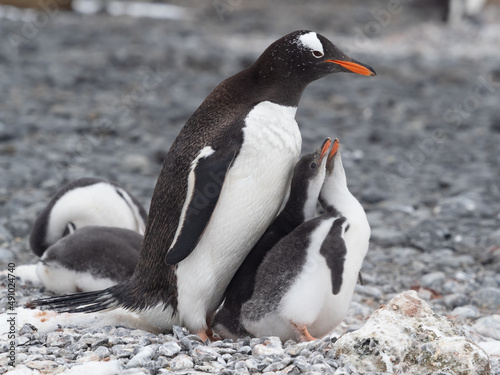 Gentoo penguin parent feeding chicks on the shores Brown Bluff  Antarctric Peninsula  Antarctica