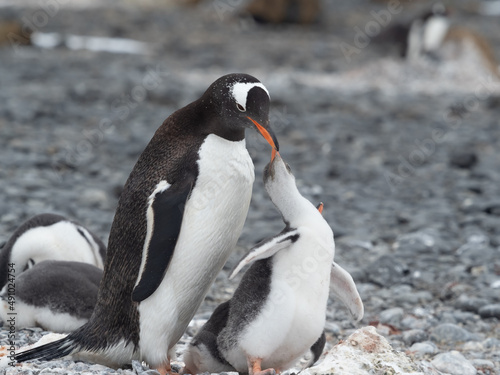 Fototapeta Naklejka Na Ścianę i Meble -  Gentoo penguin parent feeding chicks on the shores Brown Bluff, Antarctric Peninsula, Antarctica