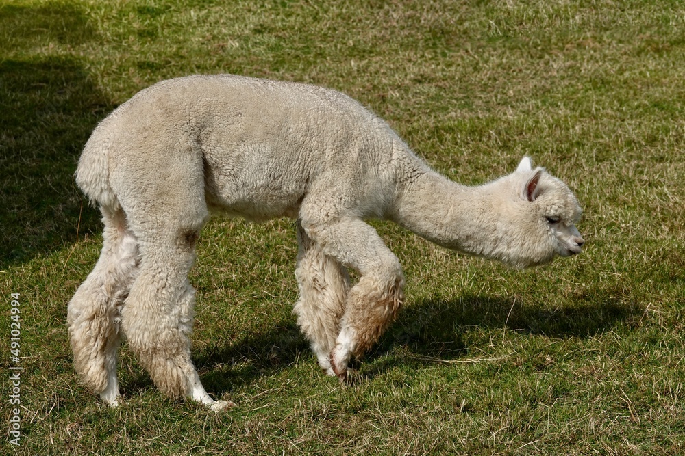Cute adult llama alpaca standing on green grass and is about to eat grass. High quality photo Cute adult llama alpaca standing on green grass and is about to eat grass. High quality photo