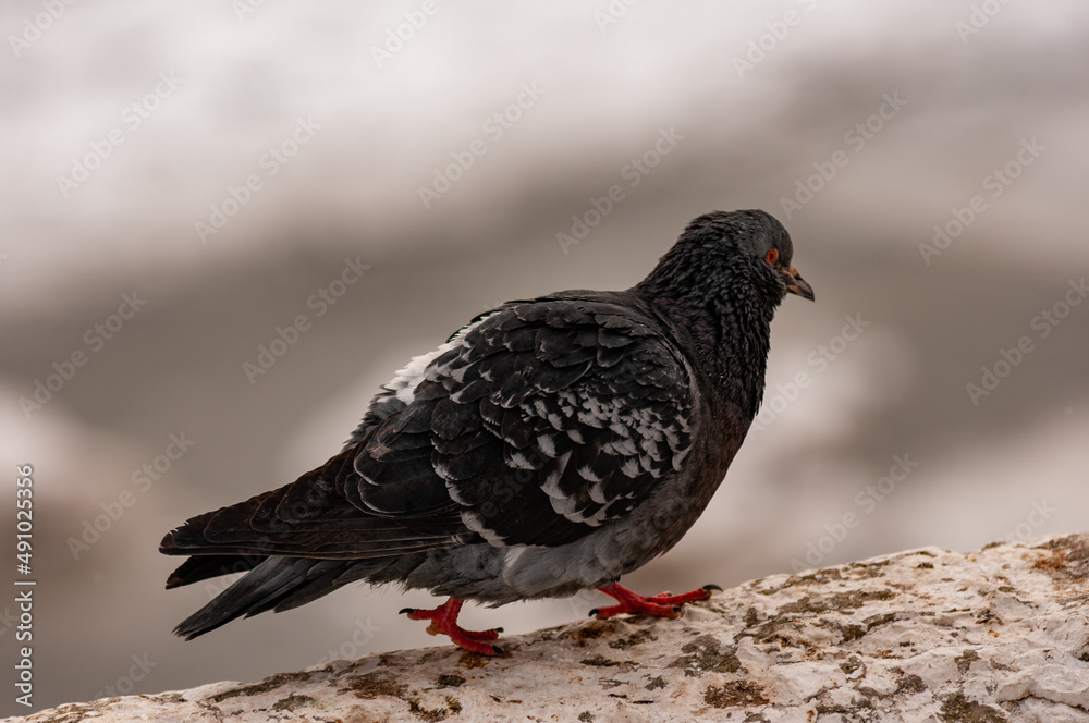 Pigeons on a frosty February day! Pigeons on a frosty February day!