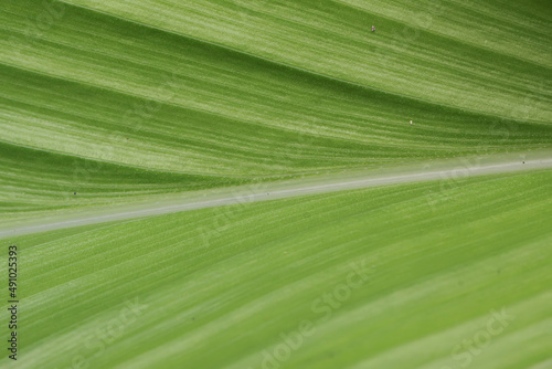 Leaf bone structure of wild taro plant. 
