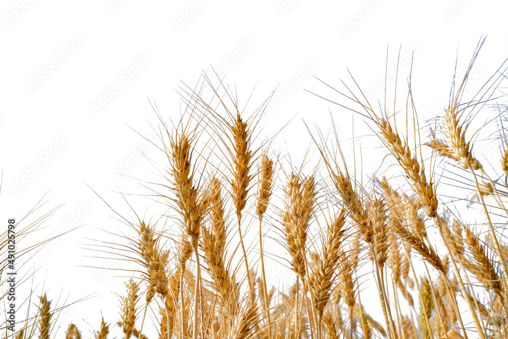 Ripe wheat against white background. Ripe wheat against white background.
