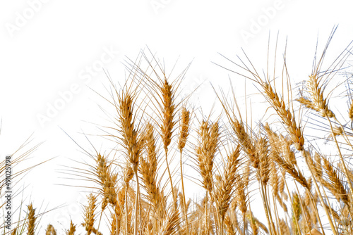 Ripe wheat against white background.