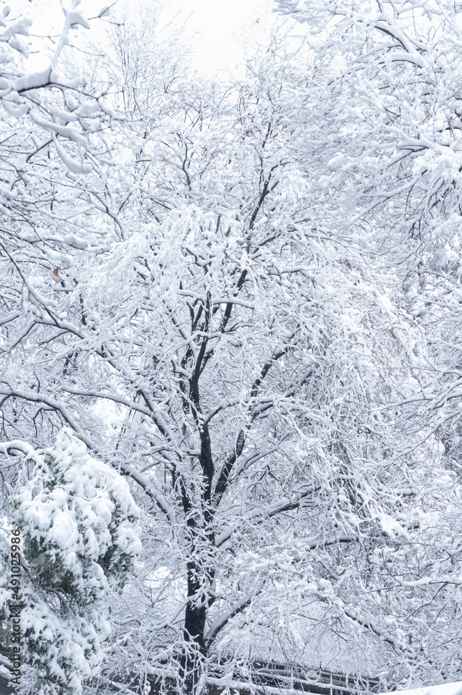 Winter snow scene in Moshan Scenic Area, East Lake, Wuhan, Hubei Winter snow scene in Moshan Scenic Area, East Lake, Wuhan, Hubei