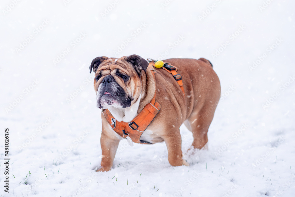 Red English British Bulldog in orange harness out for a walk standing on the snow in sunny day