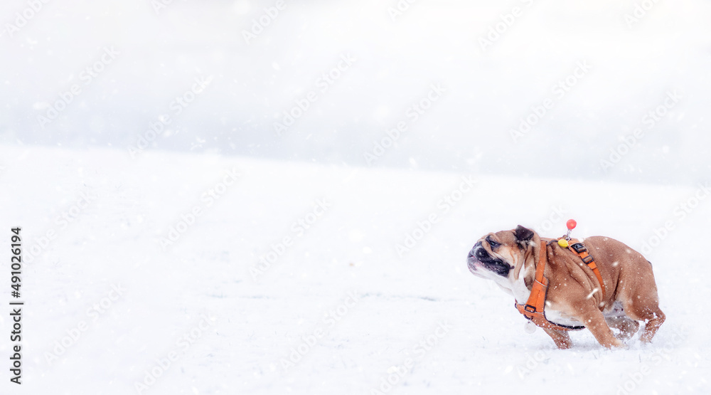 Running Red English British Bulldog in orange harness out for a walk standing on the snow in sunny day Running Red English British Bulldog in orange harness out for a walk standing on the snow in sunny day