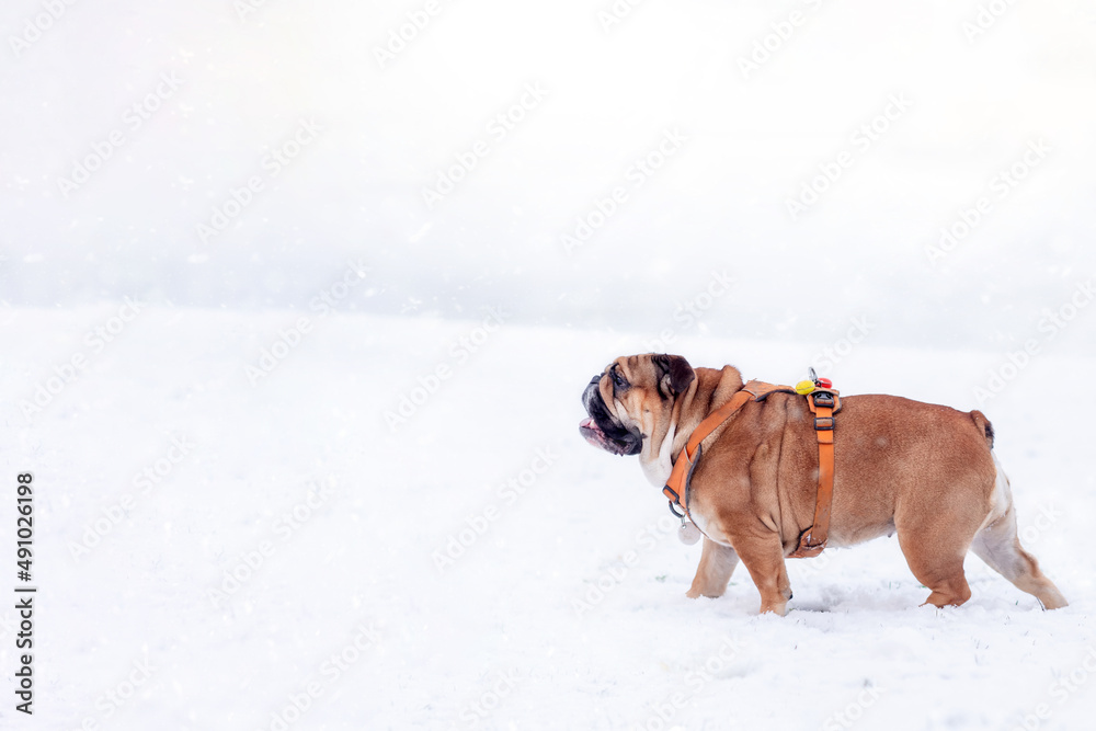 Running Red English British Bulldog in orange harness out for a walk standing on the snow in sunny day