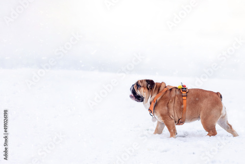 Running Red English British Bulldog in orange harness out for a walk standing on the snow in sunny day