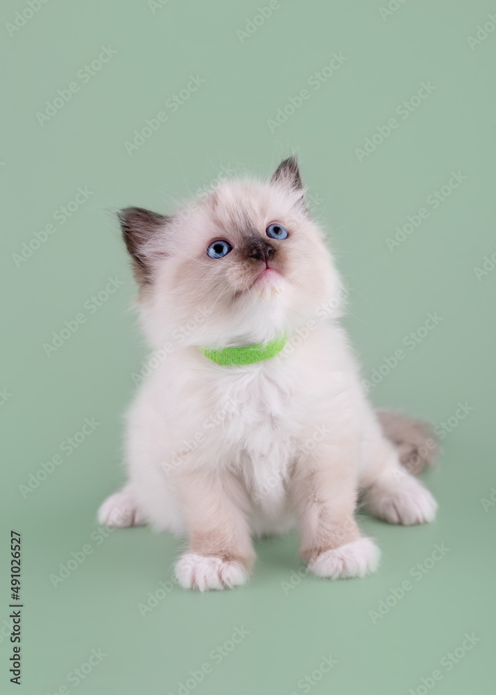 little  ragdoll kitten with blue eyes in green collar  sitting on a green background. High quality photo for card and calendar