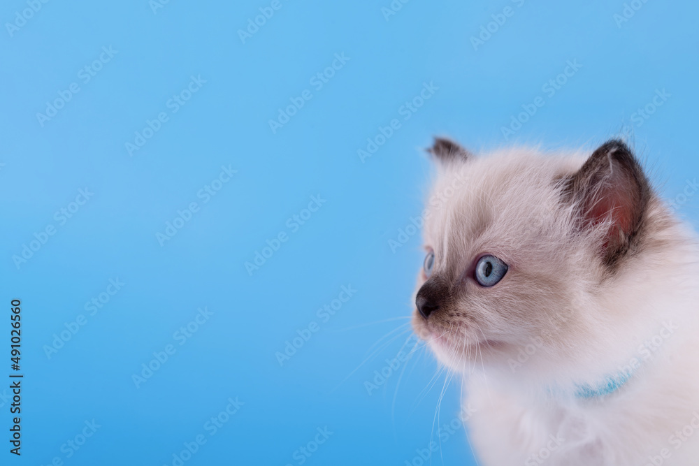 little  ragdoll kitten with blue eyes in blue collar  sitting on a blue background. High quality photo for card and calendar Space for text