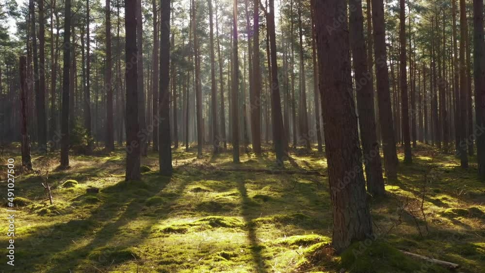 Through the forest. Sunlight though the forest. Tisvilde Hegn. Through the forest. Sunlight though the forest. Tisvilde Hegn.