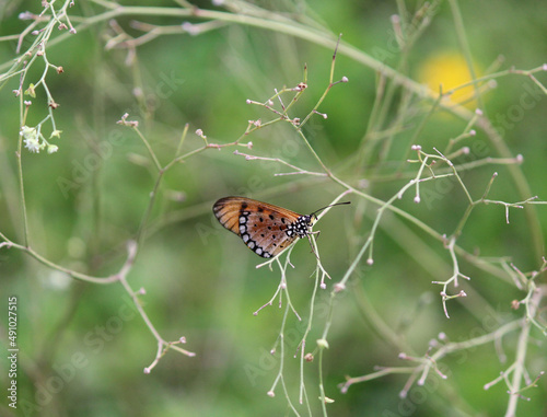 A little orange butterfly perched on some wild thorns