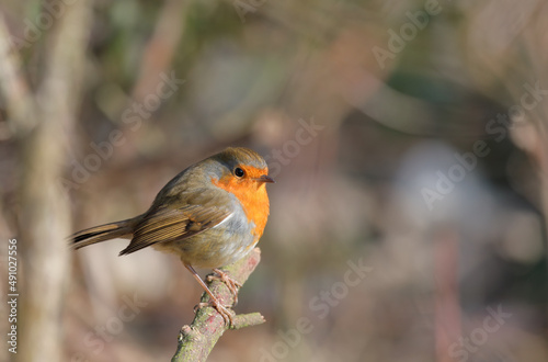 robin on a branch © Mathias Pabst