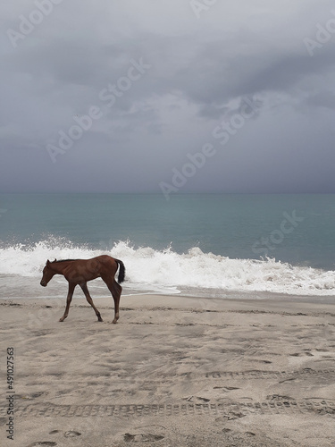 horse on the beach