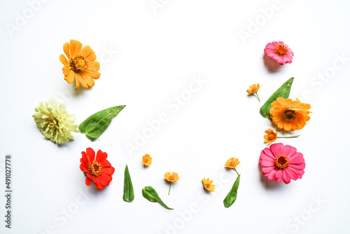 Beautiful zinnia flower composition on white background isolated. Flat lay, top view, copy flat still life.