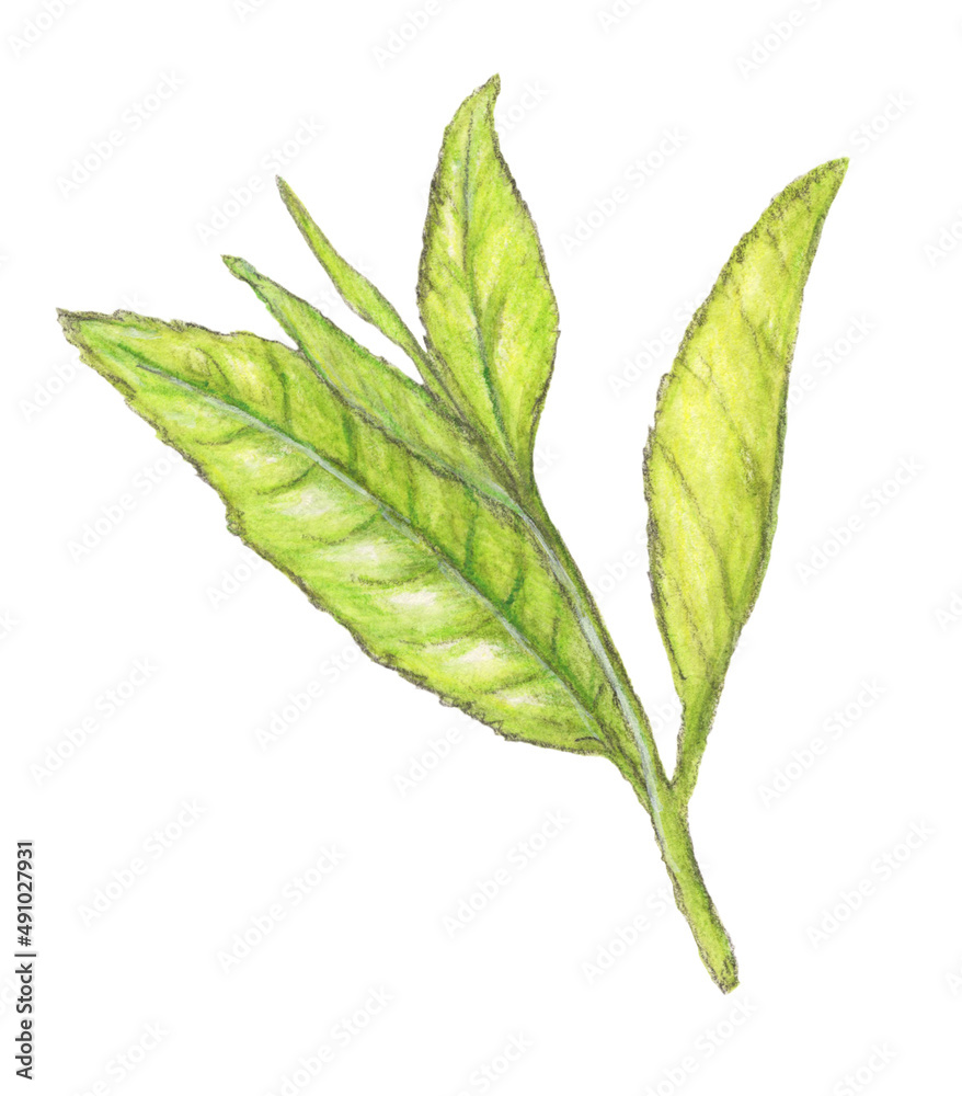 Fototapeta premium お茶の葉 茶葉 手描き
