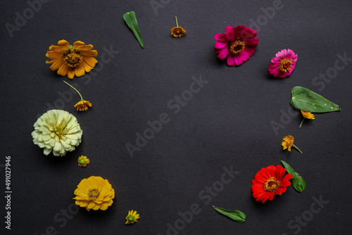 Colorful zinnia flower in flat lay arrangement on black background isolated. Flat lay, top view, empty space for copied text.