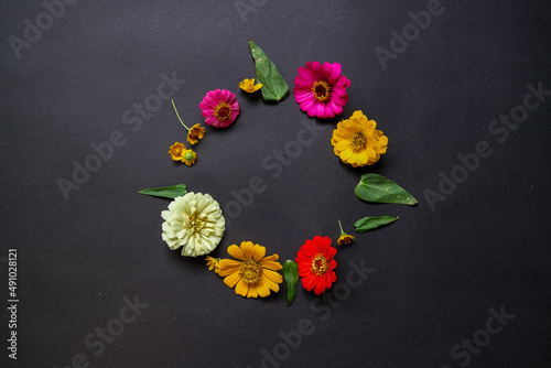 Colorful zinnia flower in flat lay arrangement on black background isolated. Flat lay, top view, empty space for copied text.