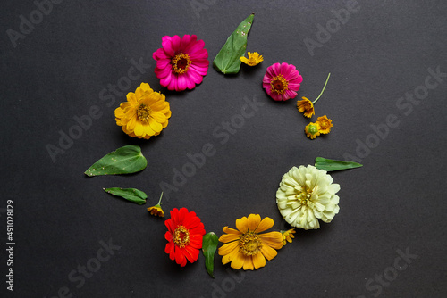 Colorful zinnia flower in flat lay arrangement on black background isolated. Flat lay, top view, empty space for copied text.