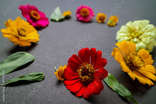 Colorful zinnia flower in flat lay arrangement on black background isolated. Flat lay, top view, empty space for copied text.