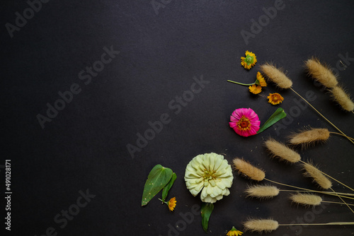 Colorful zinnia flower in flat lay arrangement on black background isolated. Flat lay, top view, empty space for copied text.