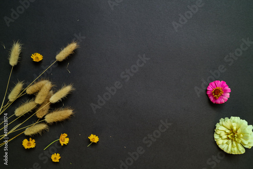 Colorful zinnia flower in flat lay arrangement on black background isolated. Flat lay, top view, empty space for copied text.