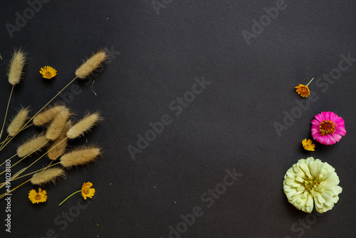 Colorful zinnia flower in flat lay arrangement on black background isolated. Flat lay, top view, empty space for copied text.