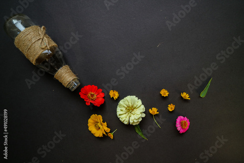 Colorful zinnia flower in flat lay arrangement on black background isolated. Flat lay, top view, empty space for copied text.