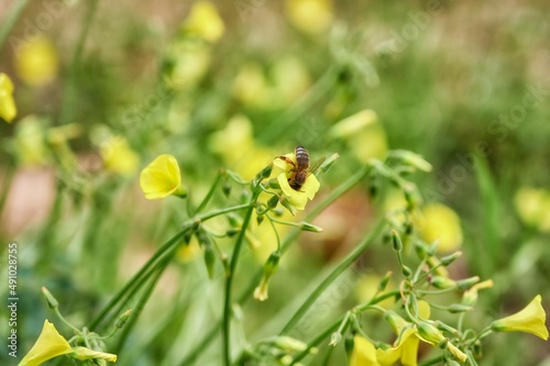 Close up of a bee collecting pollen from a yellow bermuda buttercup flower (Oxalis pes-caprae)