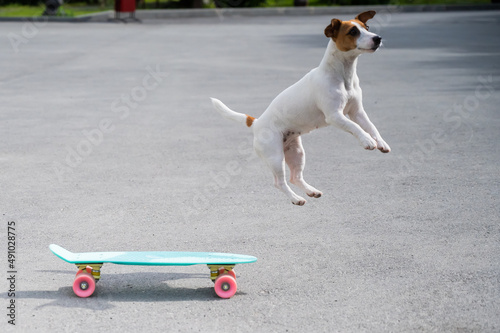 The dog rides a penny board outdoors. Jack russell terrier performing tricks on a skateboard photo