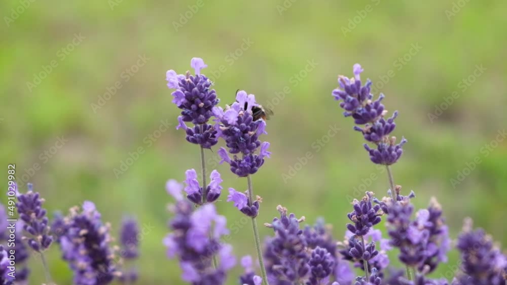 Insects pollinators of plants. Bumblebee collecting nectar from lavender flower. Close-up of lavender blooming on green background. Slow motion, selective focus. Violet color nature background.