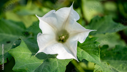 Datura wrightii  commonly known as sacred datura  is a poisonous perennial plant species and ornamental flower of the family Solanaceae