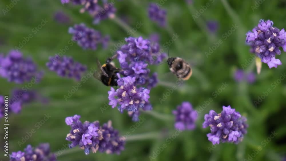 Top view two bumblebees collecting nectar from lavender flower. Lavender blooming. Pollination of plants. Slow motion, selective focus. Violet color nature background. Top view two bumblebees collecting nectar from lavender flower. Lavender blooming. Pollination of plants. Slow motion, selective focus. Violet color nature background.