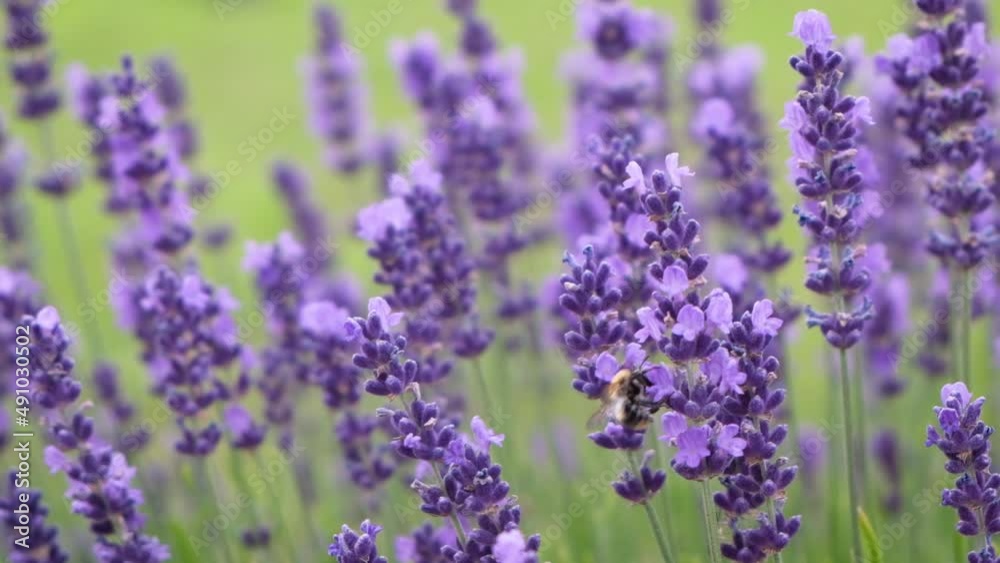Insects pollinators of plants. Bumblebee collecting nectar on lavender flower. Close-up of lavender blooming on green background. Slow motion, selective focus. Violet color nature background. Insects pollinators of plants. Bumblebee collecting nectar on lavender flower. Close-up of lavender blooming on green background. Slow motion, selective focus. Violet color nature background.