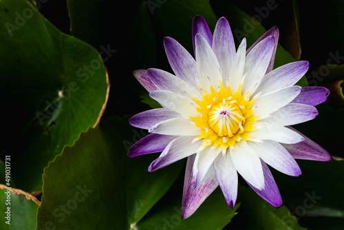 Purple and white lotus flower on green leave background.
