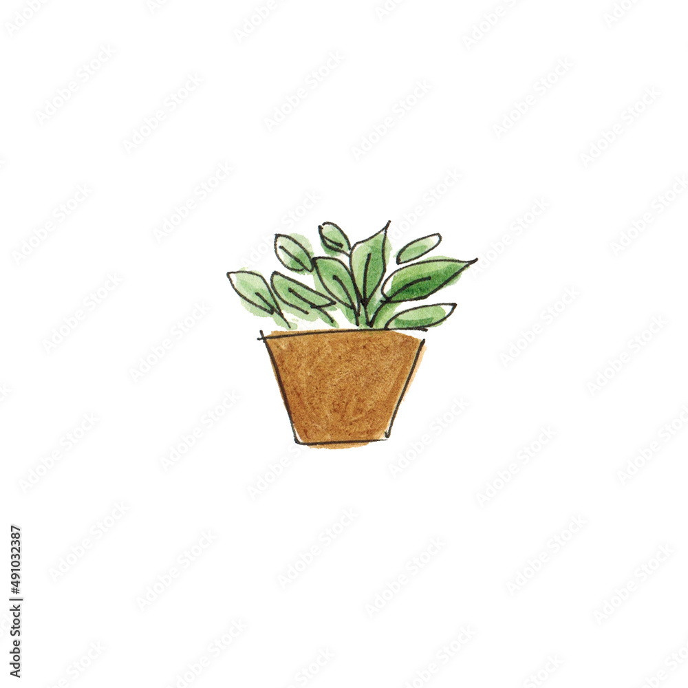 Obraz premium Watercolor drawing .Pot with houseplant. Green flower on white background isolate.