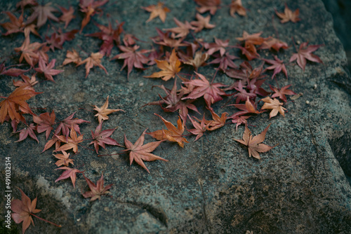 colorful Japanese maple leaves in autumn 