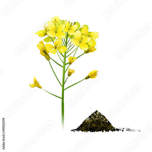 Fototapeta Naklejka Na Ścianę i Meble -  Black mustard flowers isolated on white. Black mustard yellow plant. Brassica nigra annual plant cultivated for seeds, used as spice. Herbs and spices botanical illustration. Digital art watercolor.