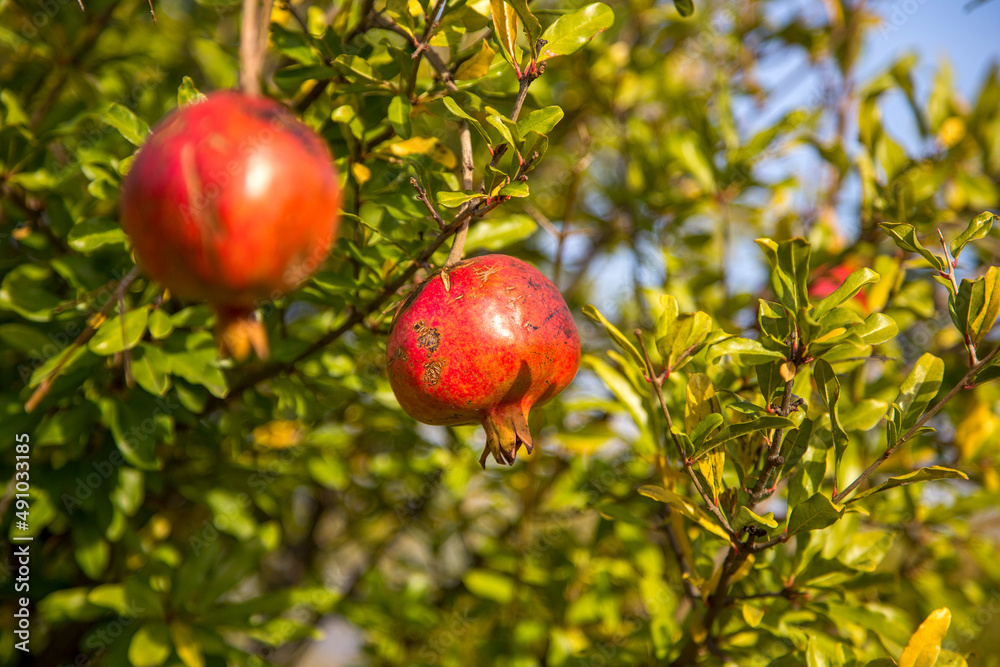 Pomegranate tree with ripe fruits