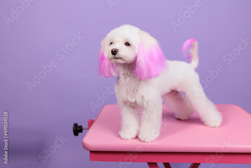 Maltese receives a new hairstyle from dog groomers. The pup has pink hair on ears and tail. dog hair coloring photo